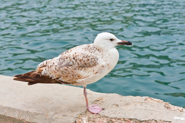Seagull on seacoast