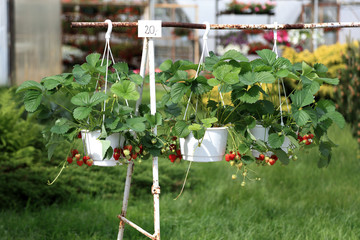 Truskawki doniczkowe wiszące. © Stanisław Błachowicz