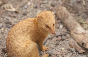 Slender mongoose