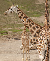 Obraz premium Giraffe