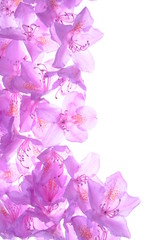 Composition of purple rhododendron flower petals
