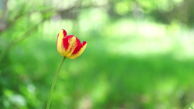Red and yellow tulip moving gently in the wind