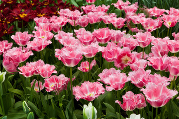 Fototapeta premium Beautiful spring flowers. Tulips