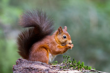 Écureuil roux dans la forêt