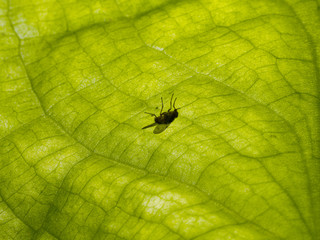 Gunnera