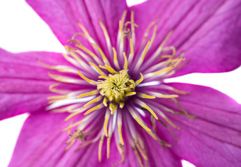 Obraz premium lilac flower