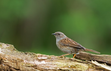 Dunnock