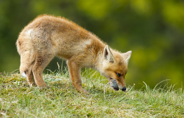 Naklejka na ściany i meble Red Fox Cub z myszą w ustach