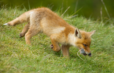 Red fox Cub with a mouse in his mouth