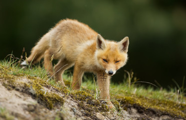 Naklejka na ściany i meble Red Fox Cub