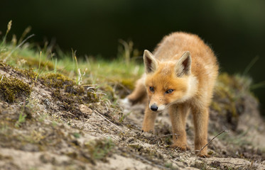 Red fox Cub