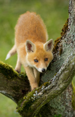 Red fox Cub climbs a piece of wood