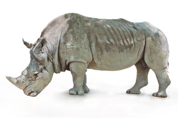 Rhino on white background