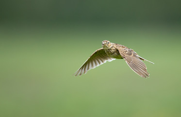 A meadow pipit on ore a titlark in fligh
