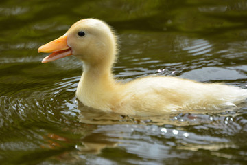 duckling swimming in water