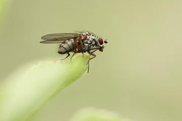 Raubfliege