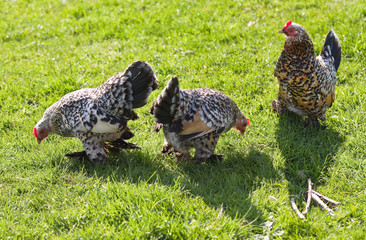 Three decorative feathered chicken in spring - 52704419