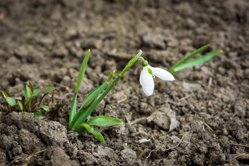 One snowdrop on the black soil