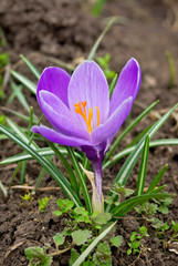 One crocus growing in the ground