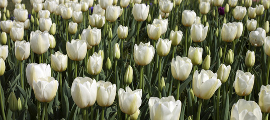 A field with white tulips.
