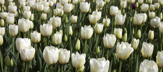 Crédence de cuisine en verre imprimé Tulipe Un champ avec des tulipes blanches.