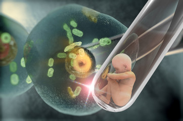 Fecundación, células,feto