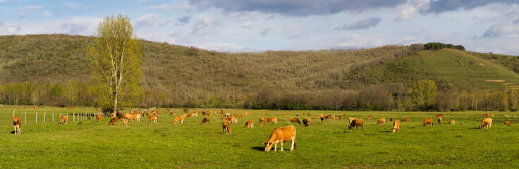 Naklejka na ściany i meble Panoramiczne zdjęcie brązowych krów wypasanych na zielonej łące.