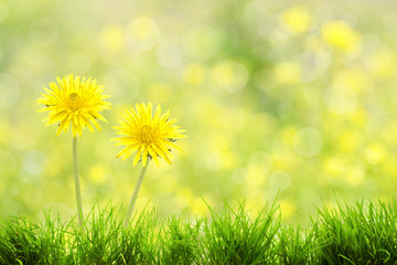 Dandelions on a green meadow