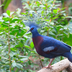 Victoria Crowned Pigeon in a park