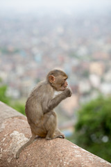Baby monkey in Kathmandu