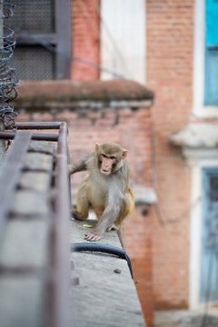 Running monkey in Kathmandu