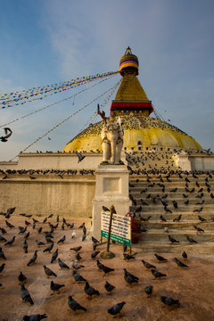 Boudhanath Stupa and birds