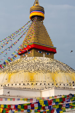 Boudhanath Stupa and birds