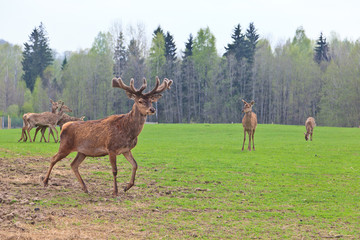 deers in nature