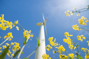 Wind turbines in a rape field, windrad im rapsfeld