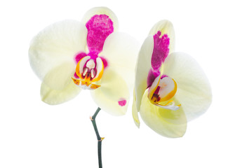 Yellow orchid with purple spots, isolated