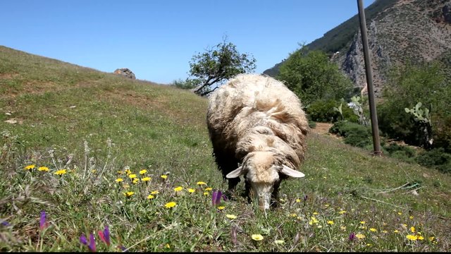 Grazing sheep on a meadow in Morocco