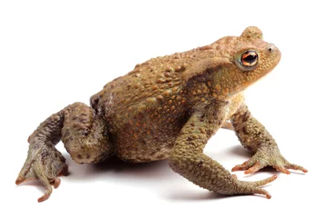 Papier Peint photo Grenouille European toad (Bufo bufo) isolated on white