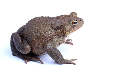 Naklejka premium European toad (Bufo bufo) isolated on white