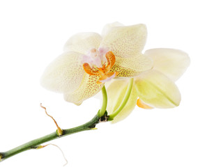 Naklejka na ściany i meble Orchid centralny układ na białym tle.