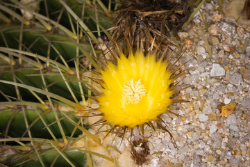 Beautiful in harsh environments