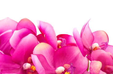 Orchid flower with pink petals on white background