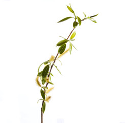 Branch of young leaves