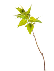 Young branch of lilac isolated on white