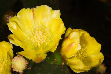 The yellow cacti flowers
