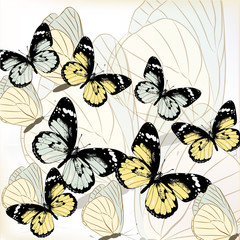 Obrazy  Tło z motylami wektorowymi