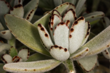 Kalanchoe tomentosa