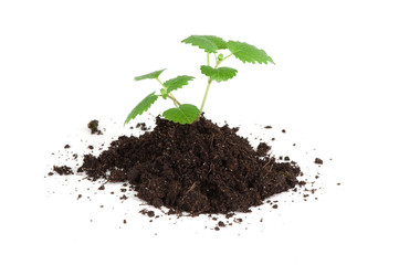 melissa mint growing in soil isolated on white background