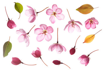 Pink Flower isolated on white