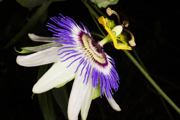 The flower of passiflora caerulea